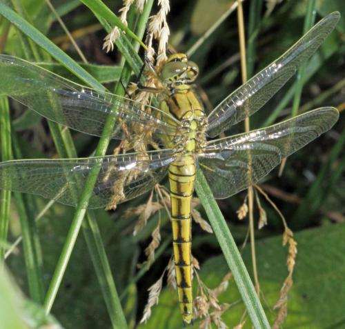 Orthetrum cancellatum